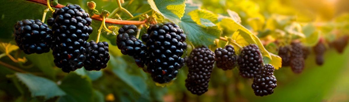 Logo identity branding Bea Pop Design by Freelance Graphic Designer Beata Popiel Kent Maidstone London